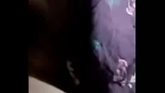 تشغيل كالوفيلوم لونجيفوليوم من الخشب